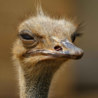 RFK Jr. and Dr. Oz Help B.C. Ostriches Go Viral