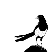 The Magpie