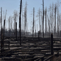 The Deforestation of Eastern Ukraine
