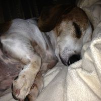 proof that dogs snore