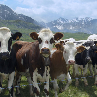 #28 — Meat Without Misery