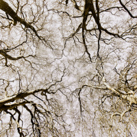 #86 — From Cells to Cities