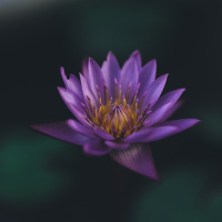 #127 — Freedom from the Known