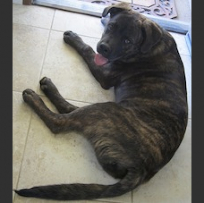 Effortless Japaneses Podcast