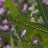 Charrando con El Perdido 012