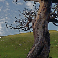 Monográficos del Perdido