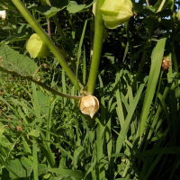 OriginalTransplants E5