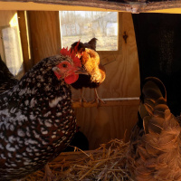 OriginalTransplants_E15