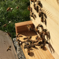 Original Transplants Episode 18