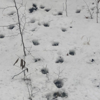 Ep 65: Monkeys, Hunting, and Jam