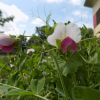 OriginalTransplants E10