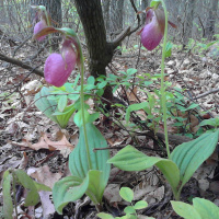 Original Transplants Podcast Episode 26