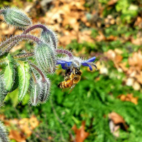 Original Transplants Episode 24