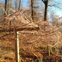 Ep 50 Short Days, Long Nights