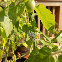 OriginalTransplants E3.MP3