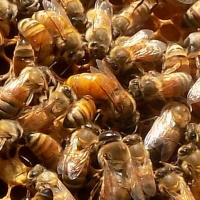 Original Transplants Episode 28