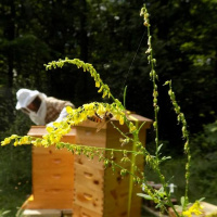 OriginalTransplants E13.MP3