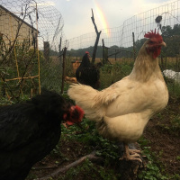 Ep. 40 - Autumnal Homestead Cleanup