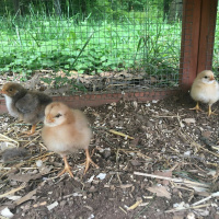 Ep. 38 - Scythes and Spotted Lanternflies