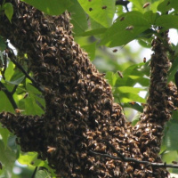 Ep 54: Morels or Less