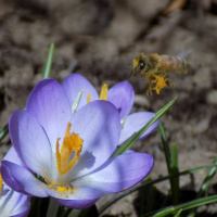 Original Transplants Episode 25