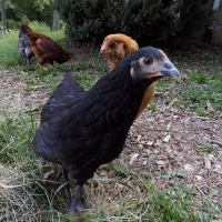 Original Transplants E4