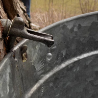 Original Transplants E16