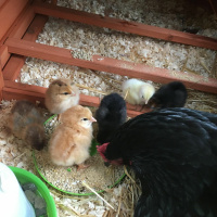 Original Transplants Episode 27