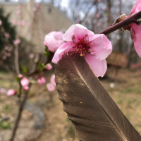 Ep 52 Shelter at Homestead