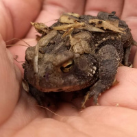 Ep 44: Return of the Hummer