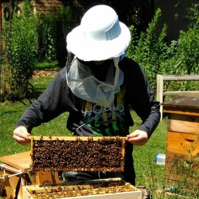 Original Transplants