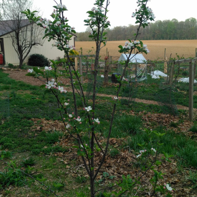 Original Transplants