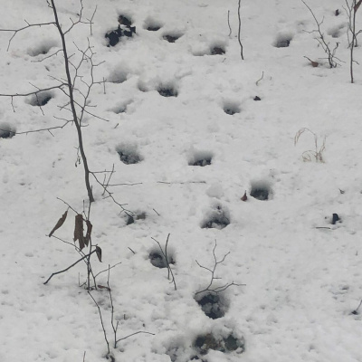 Original Transplants