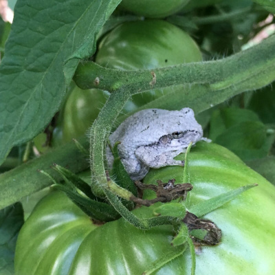 Original Transplants