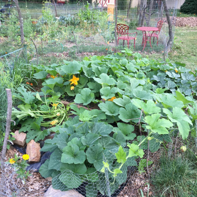 Original Transplants