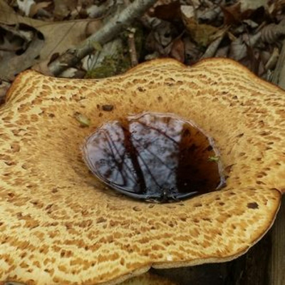 Original Transplants