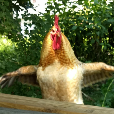 Original Transplants