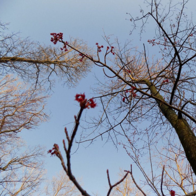 Original Transplants