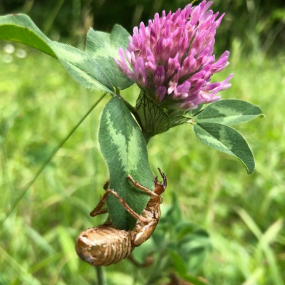 Original Transplants