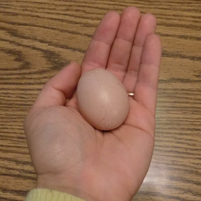 Original Transplants