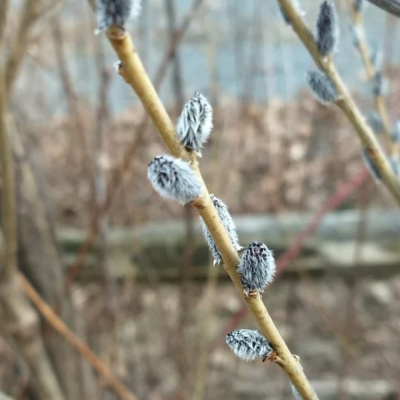 Original Transplants