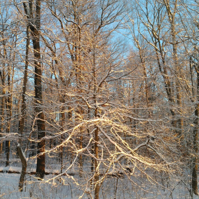 Original Transplants