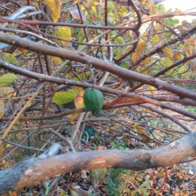 Original Transplants