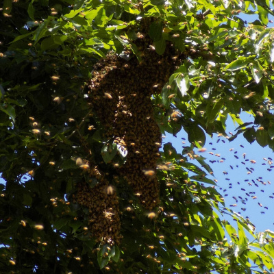 Original Transplants