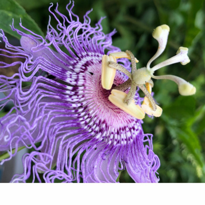 Original Transplants