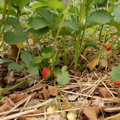 Original Transplants