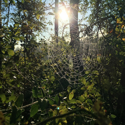 Original Transplants