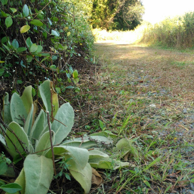 Original Transplants