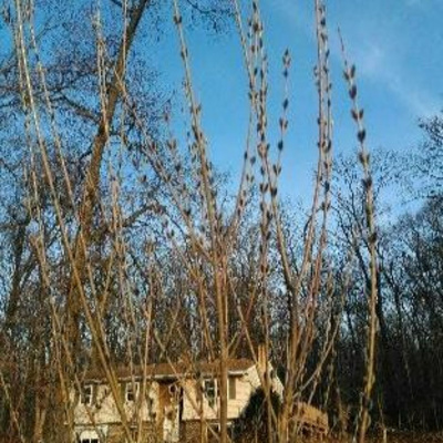 Original Transplants