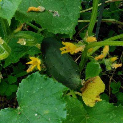 Original Transplants